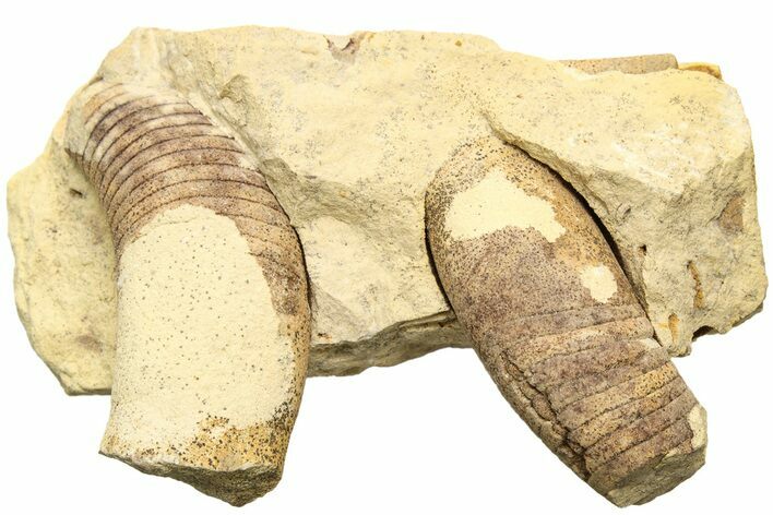 Two Ordovician Oncoceratid (Beloitoceras) Fossils - Wisconsin #215180